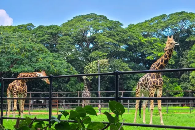 Karnataka tour package from Pondicherry2