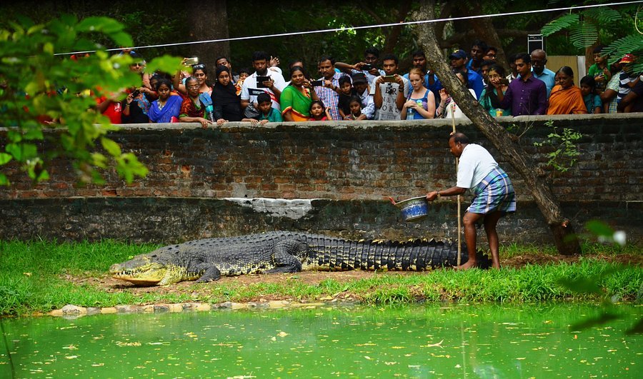 Madras Crocodile Bank